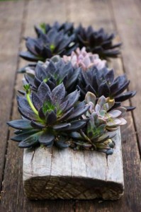 Black Succulent on Table